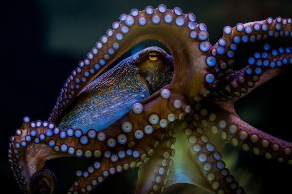 Kraken 6 at